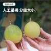 水果中的超级养颜抗氧化VC香水炸弹！海南爆香甜蜂蜜黄金百香果！ 商品缩略图2