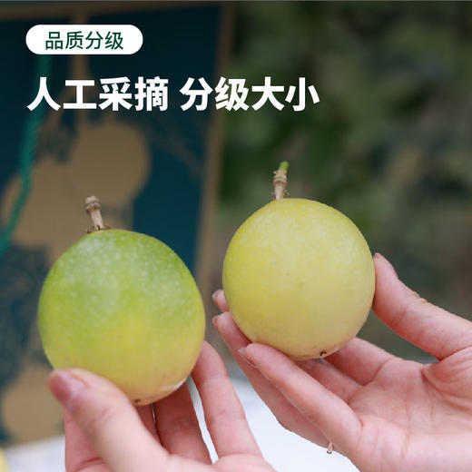 水果中的超级养颜抗氧化VC香水炸弹！海南爆香甜蜂蜜黄金百香果！ 商品图2