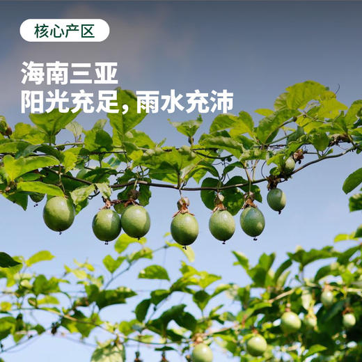 水果中的超级养颜抗氧化VC香水炸弹！海南爆香甜蜂蜜黄金百香果！ 商品图1