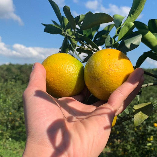 海南琼中绿橙礼盒装 新鲜现摘  产地直供 商品图5