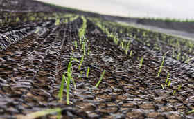 大葱育苗用什么肥料苗子长得好?