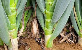 计划明年种葱选择哪个大葱品种比较好?