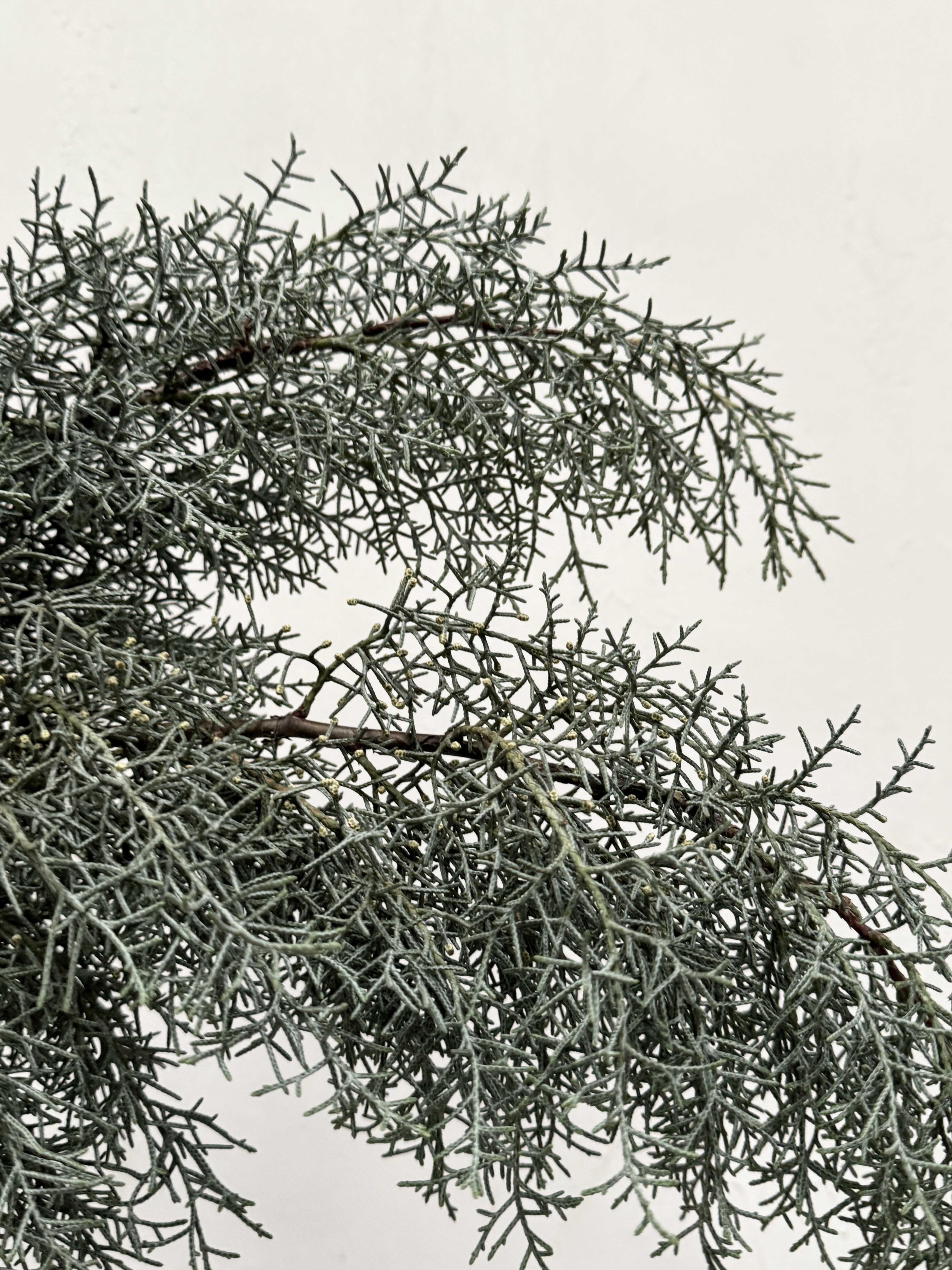 叶材 | 雪花松（银白色）