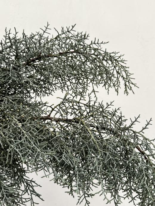 叶材 | 雪花松（银白色） 商品图0