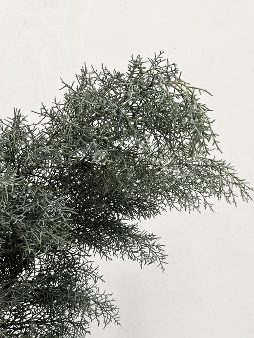 叶材 | 雪花松（银白色） 商品图1