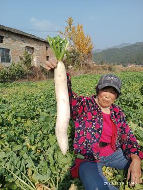 挖？哇！看这芋头红薯土豆，还有胡萝卜白萝卜小黄姜🤩…… | 11月农事系列 