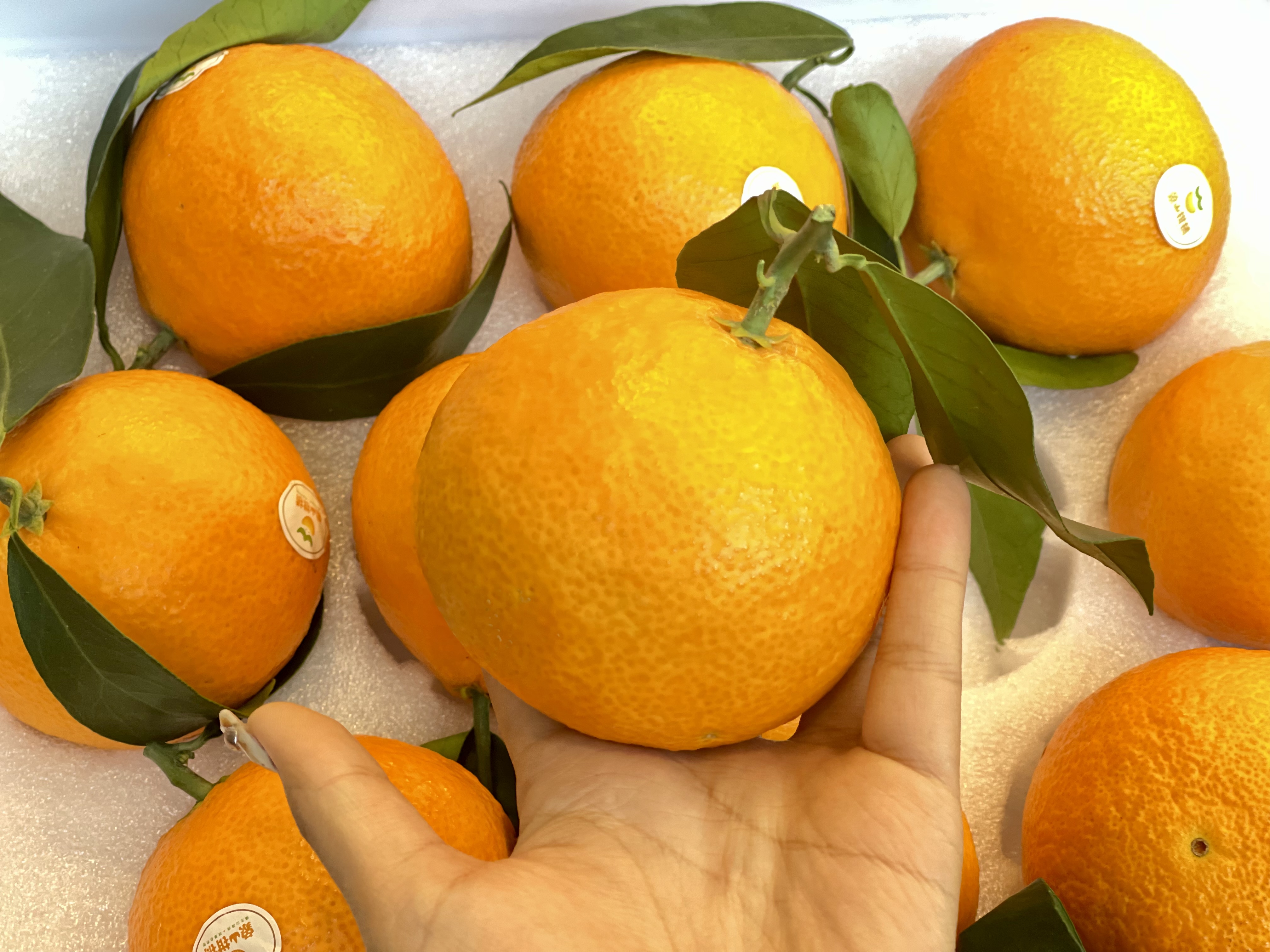 柑橘届的“爱马仕”象山红美人净重5斤 味道甘甜汁水丰盈 顺丰包邮