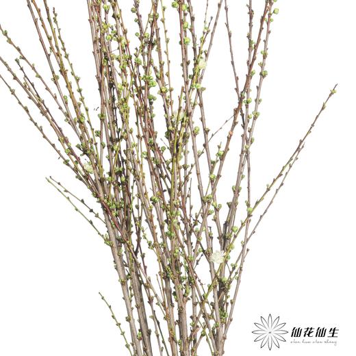 配花 |  珍珠樱白 商品图1