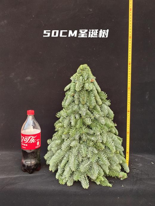 进口诺贝松圣诞树批发（运费自理） 商品图7
