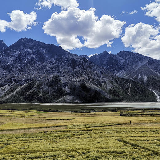 自营-有机藏血麦片520g 商品图4
