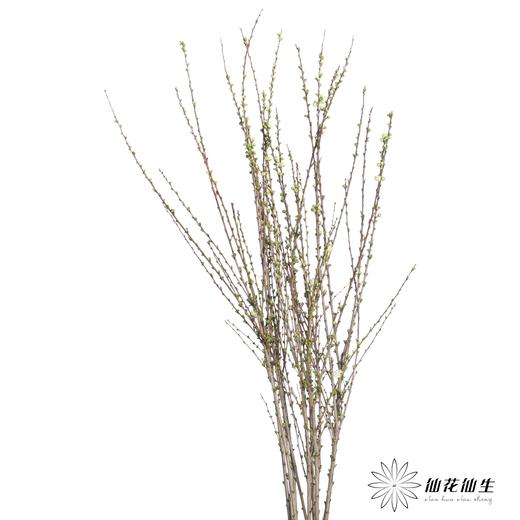 配花 |  珍珠樱白 商品图6