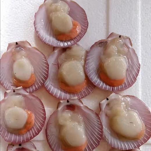 8-9日月贝13个【2A5中-2E】 商品图1