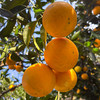 『湖南锦蜜冰糖橙』原生态老品种，个头小巧，甘甜爽口，饱满黄嫩 商品缩略图5