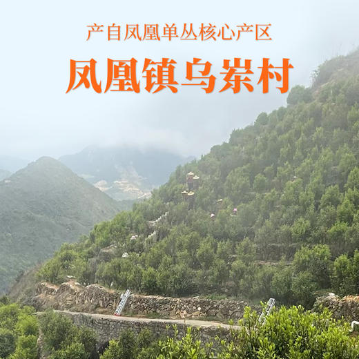 【南上荣】凤凰单枞系列（橙黑）黄栀香250g 商品图1