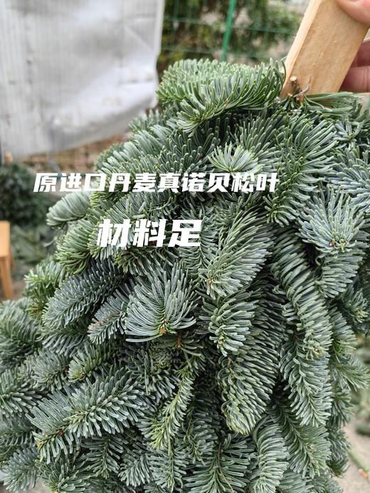 进口诺贝松圣诞树批发（运费自理） 商品图6