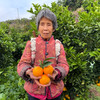 『湖南锦蜜冰糖橙』原生态老品种，个头小巧，甘甜爽口，饱满黄嫩 商品缩略图6