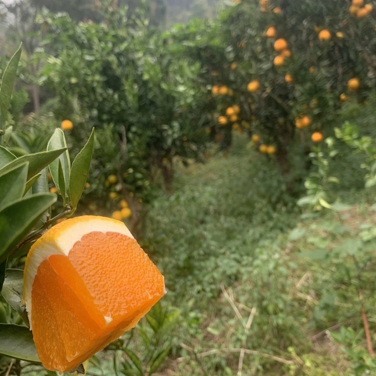 合作产品/九月红果冻橙 大小混装 （包邮）