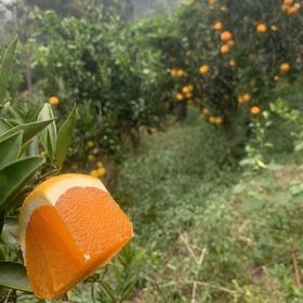 合作产品/九月红果冻橙 大小混装 （包邮）