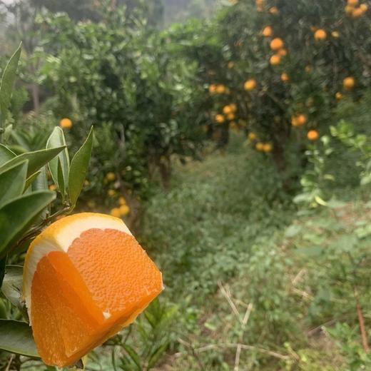 合作产品/九月红果冻橙 大小混装 （包邮） 商品图0