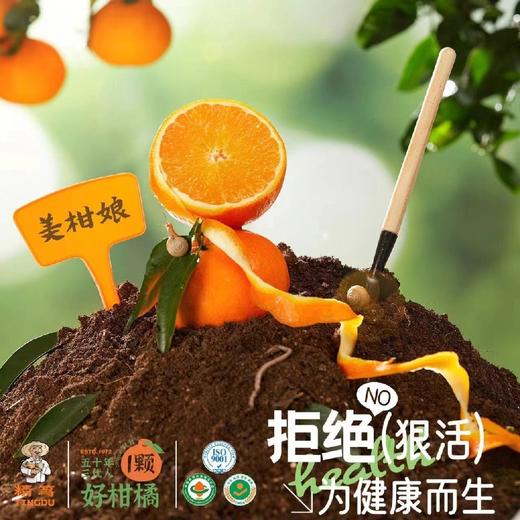 生态橘子 50年三代人 只为一颗好柑橘 6斤装 商品图0