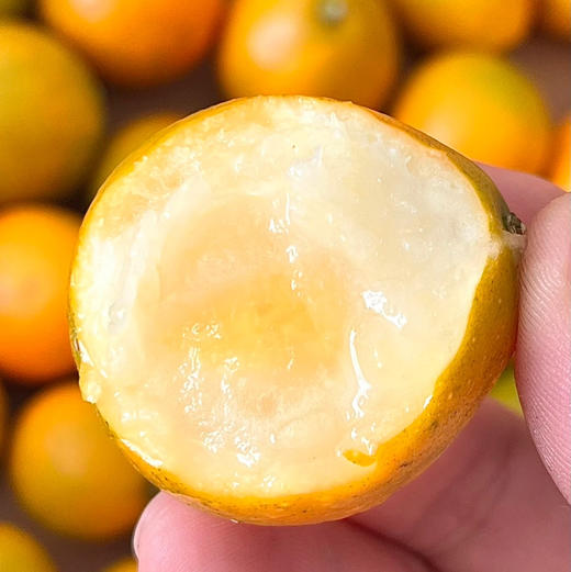 【周三送|特大脆皮金桔】|秋冬首选水果|自然成熟采摘纯甜无酸|皮薄肉嫩香甜个头大|颜值与口感并存    1.8斤/箱 商品图0