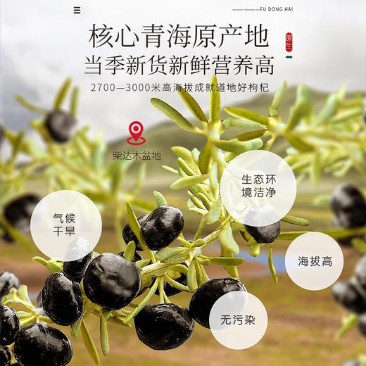 福东海 黑枸杞礼盒牛头果120克 精选青海柴达木诺木洪黑枸杞子养生茶礼品送长辈（8克x15罐） 商品图4
