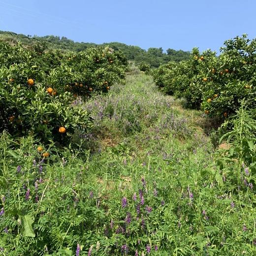 合作产品/九月红果冻橙 大小混装 （包邮） 商品图2