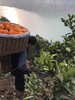 合作产品/九月红果冻橙 大小混装 （包邮） 商品缩略图4
