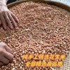 泸州米花糖纯手工制作椒盐红糖香酥酥脆满口218克一盒 商品缩略图6