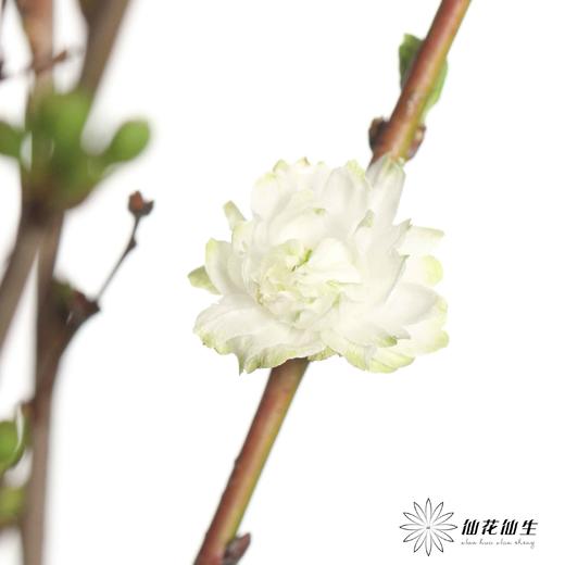 配花 |  珍珠樱白 商品图5