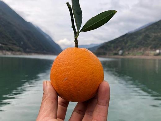 合作产品/九月红果冻橙 大小混装 （包邮） 商品图3