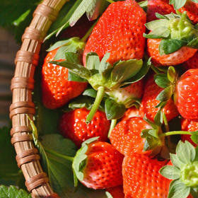 【攀枝花露天草莓】顺丰空运 露天种植 新鲜采摘 酸甜多汁 娇嫩欲滴  2斤/3斤 彩箱/礼盒装 3种规格任选