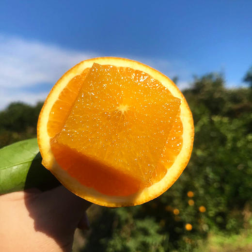 『湖南锦蜜冰糖橙』原生态老品种，个头小巧，甘甜爽口，饱满黄嫩 商品图3