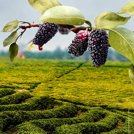 福东海 黑桑葚250克 即食桑椹干无沙子 桑椹子桑葚果果干桑果干泡茶泡水泡酒 商品图5