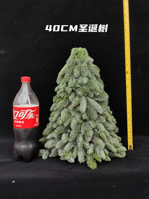 进口诺贝松圣诞树批发（运费自理） 商品图9