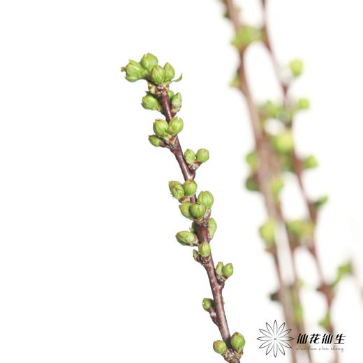 配花 |  珍珠樱白 商品图2