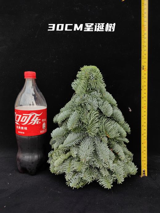 进口诺贝松圣诞树批发（运费自理） 商品图5