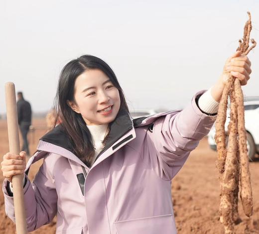 【焦作垆土新鲜怀山药】养7年地 种1季的铁棍山药  垆土地种植 营养丰富被称为“怀药” 商品图0