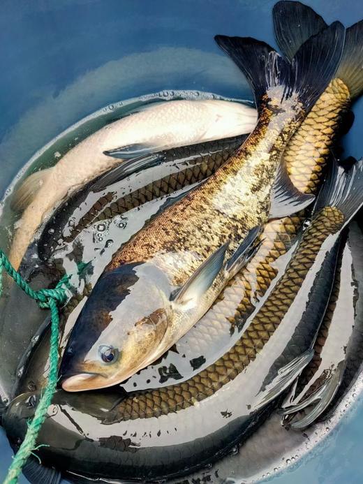 有机雄鱼，1条，自然生长，无泥腥味 商品图1