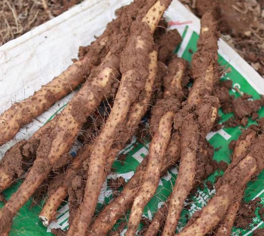 【焦作垆土新鲜怀山药】养7年地 种1季的铁棍山药  垆土地种植 营养丰富被称为“怀药” 商品图6