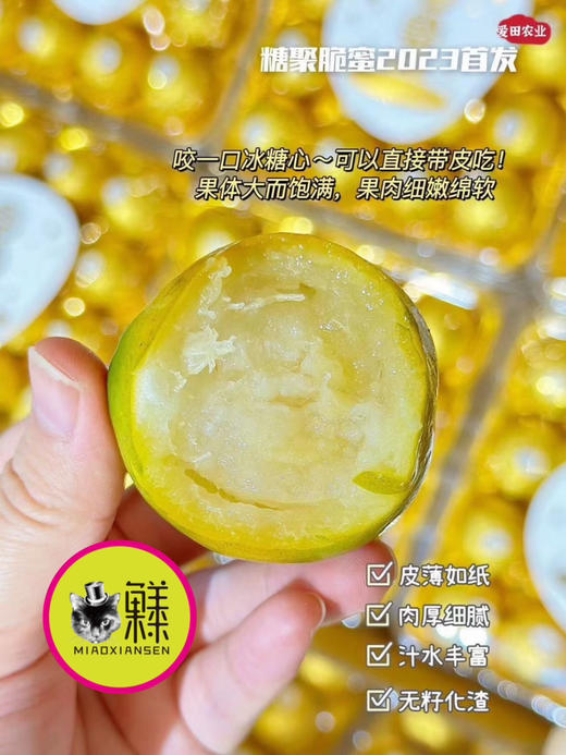 🛵费列罗款～脆蜜金柑（纯甜金桔）16颗/盒 商品图5
