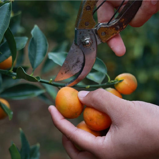 【果皮薄脆 甜蜜多汁】凉山脆蜜金柑 试吃装/礼盒装【顺丰发货】 商品图3
