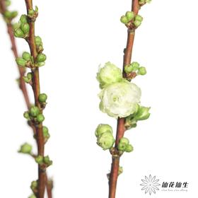 配花 |  珍珠樱白