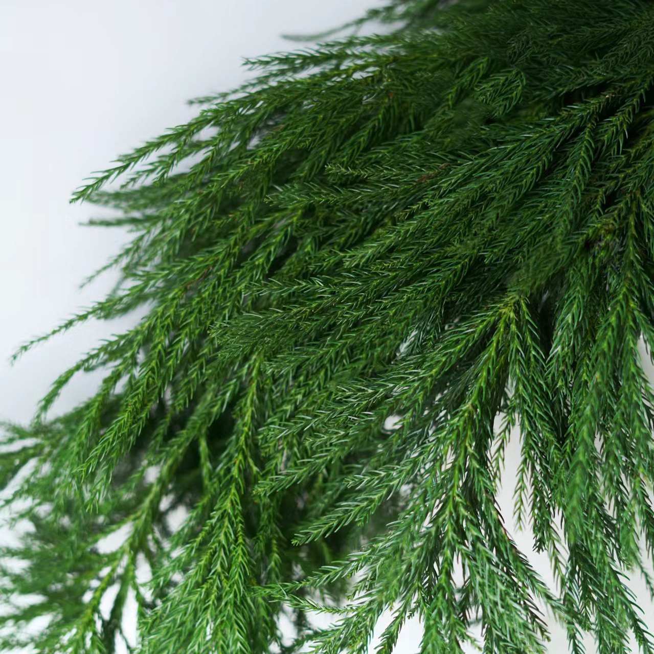 天竺少女丨配叶