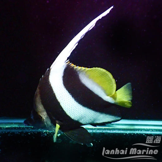 马代黑白关刀 商品图2