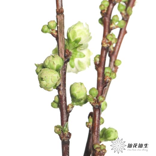配花 |  珍珠樱白 商品图4