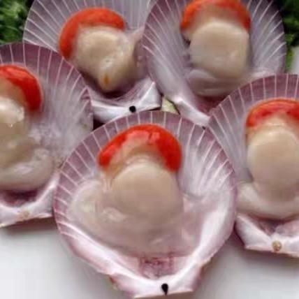 7／8日月贝15个【2B3上-2D】 商品图0