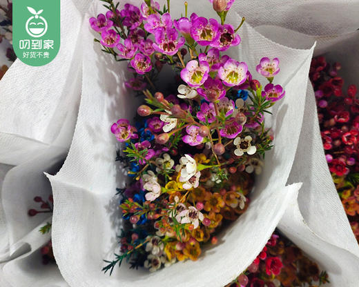 【预售-12月22日配送】混色开花腊梅/1扎（3-5枝） 商品图3