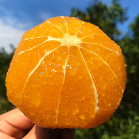 『湖南锦蜜冰糖橙』原生态老品种，个头小巧，甘甜爽口，饱满黄嫩