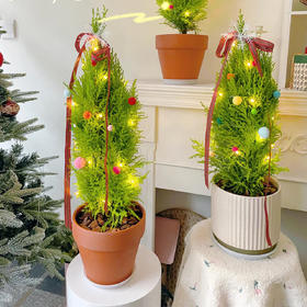【赠圣诞挂件】小香松植物盆栽 居家自然香薰 圣诞限定款